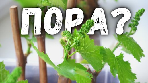 Télécharger la video: Когда нужно начинать проращивать черенки винограда?