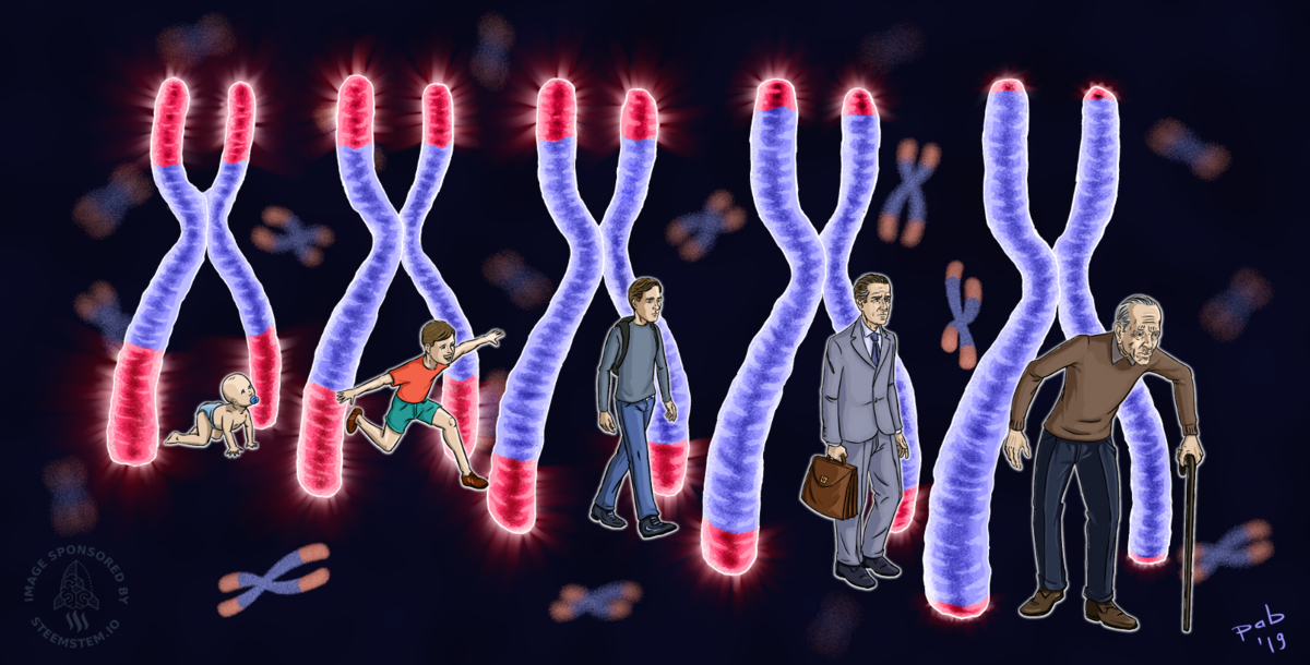 теломераза это в биологии. гены долгожительства. роль днк в жизни человека. старение хромосом. теломеры и старение клеток.