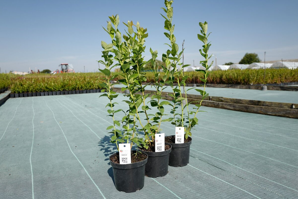 Саженцы голубики