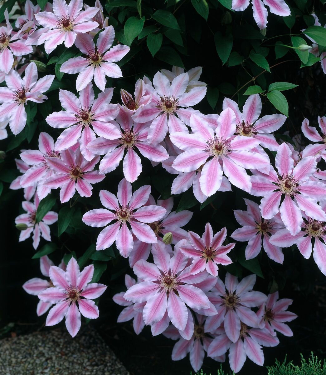 Клематис "Nelly Moser"