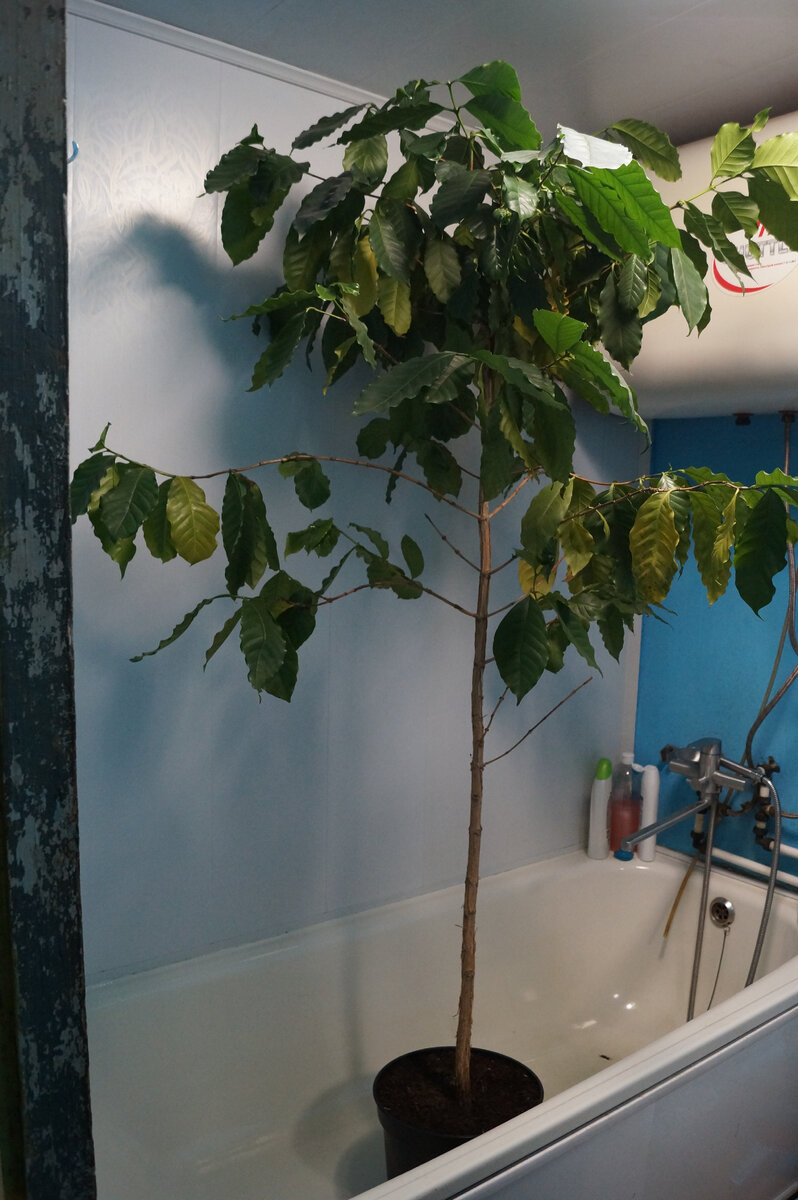 Дурацкая была идея...