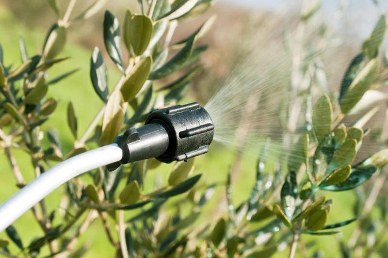     Борная кислота на огороде: лайфхаки от опытных дачников