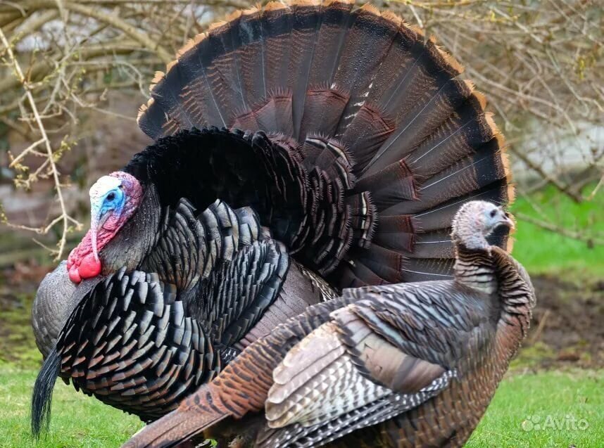 Индюшка и индюк Бронза 708