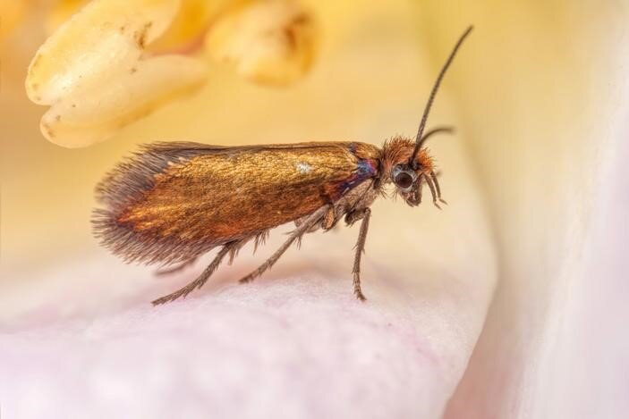 Micropterix calthella, или зубатая моль. Ее наш герой мог бы встретить в мезозое