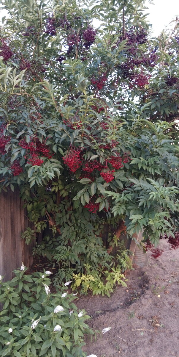 БУЗИНА  ЧЁРНАЯ  В  МОЁМ  САДУ.  ПЛОДЫ  В  СТАДИИ  ДОЗРЕВАНИЯ.