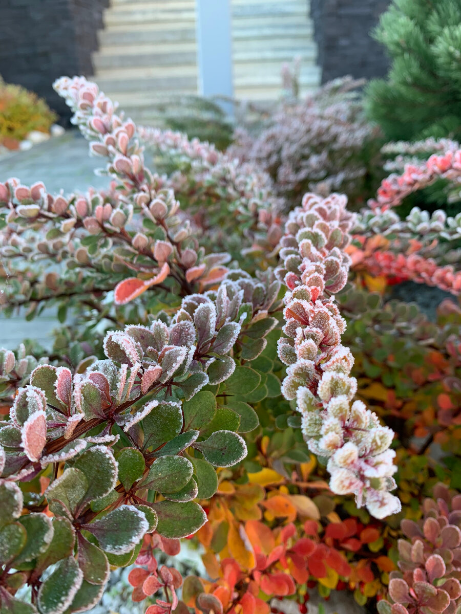 Барбарис Тунберга Green Carpet