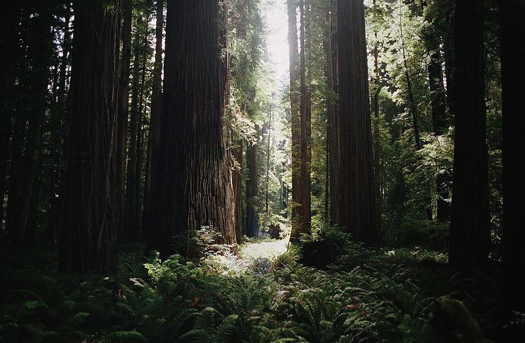 Фото из интернета