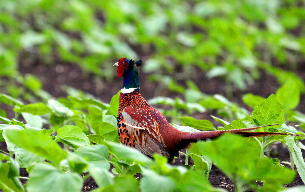 Священный петух