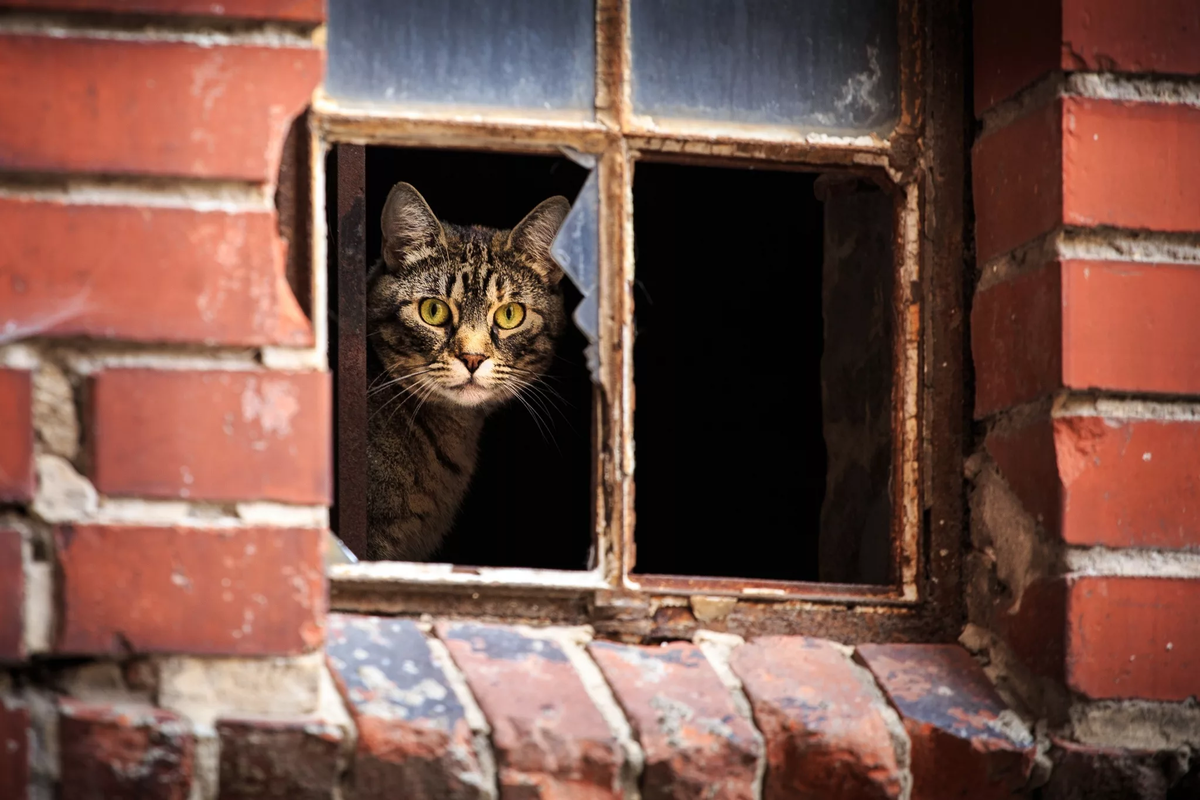 🐱Что делать, если кошка убежала из дома? С чего начать поиски: самое  важное | Нос, хвост, лапы | Дзен