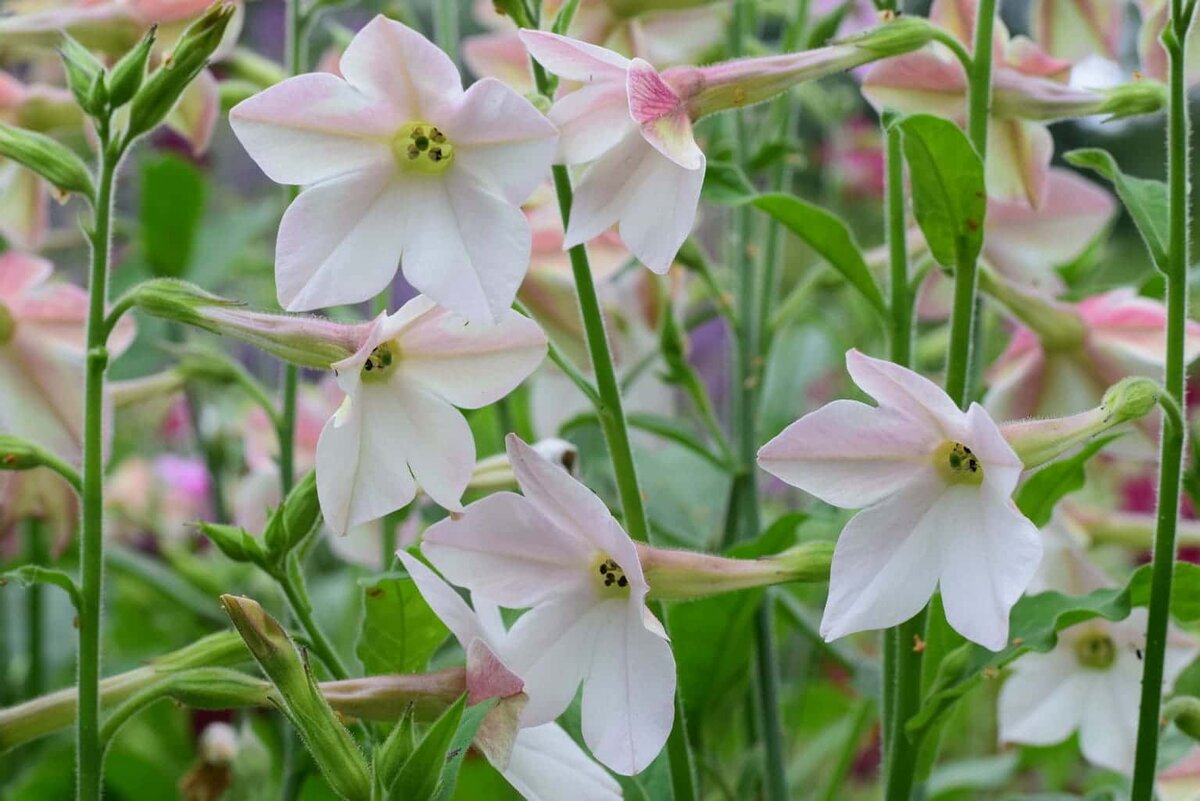 Растения Nicotiana