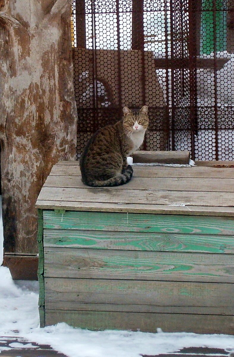 Снято через окно. Разглядываем друг друга.