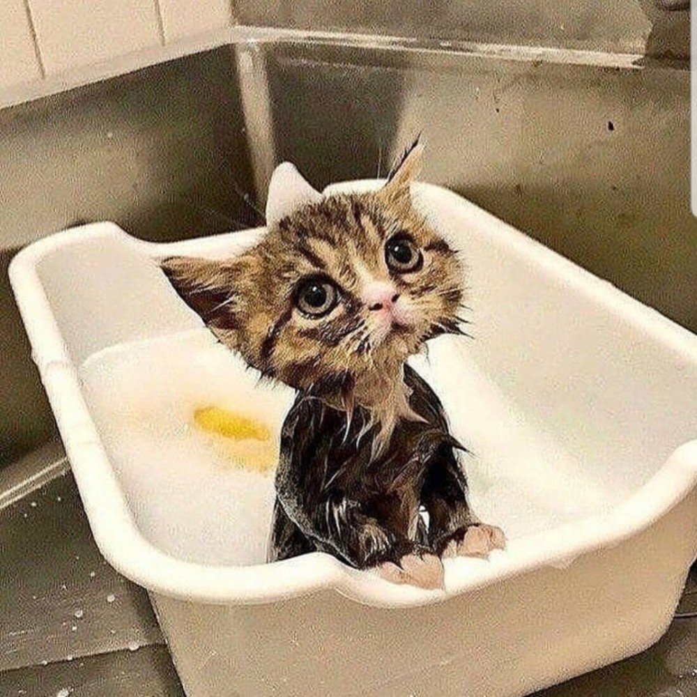 Котенок купается. Кошка моется. Мокрая кошка. Смешные кошки. Кошка после купания