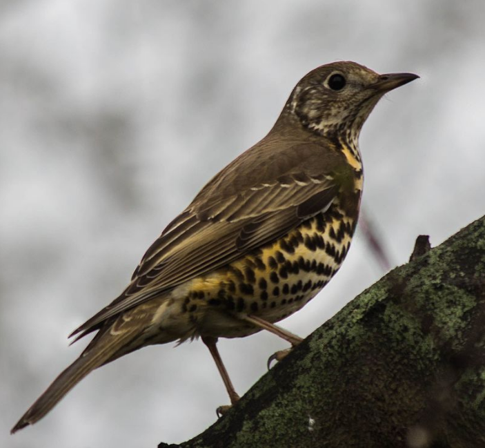  A Mistle Thrush (Turdus viscivorus) in Sheffield, Yorkshire, England.