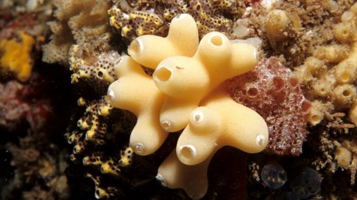Porifera (Губка).