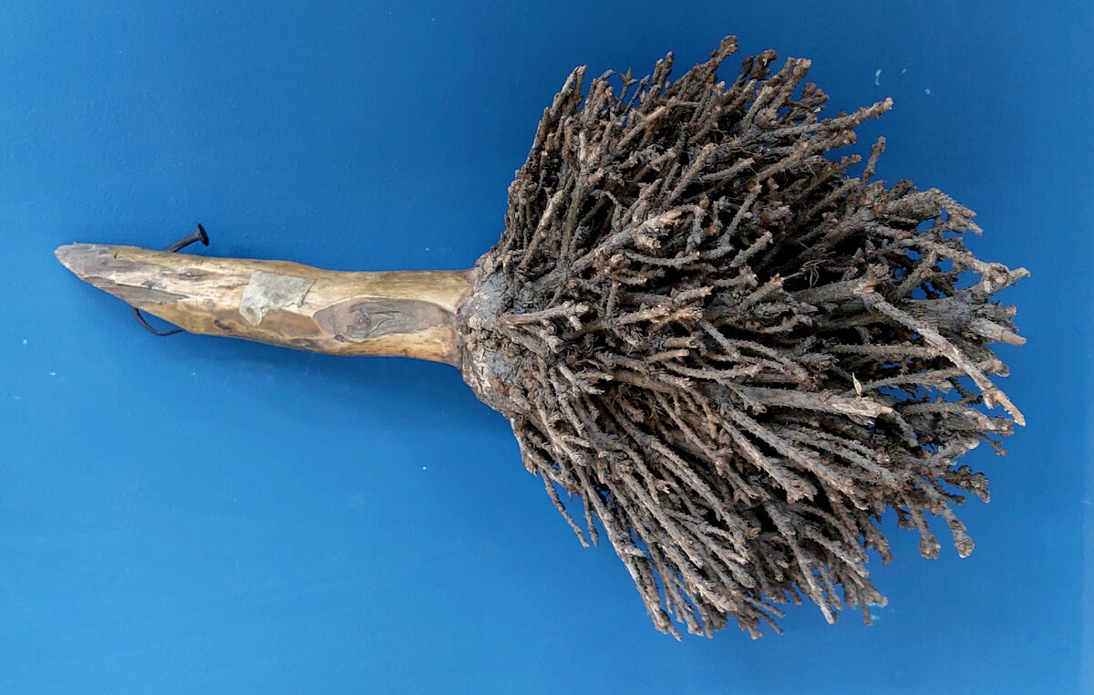 Ведьмина метла на ели. Из фондов Зоологического музея и гербария.