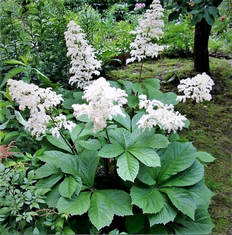 Роджерсия. Роджерсия aesculifolia. Роджерсия конскокаштанолистна. Роджерсия конскокаштанолистная (Rodgersia aesculifolia).