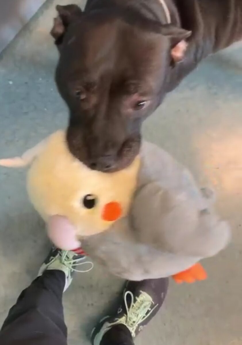 Собака хвастается игрушкой человеку