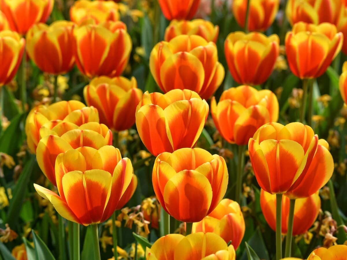 Красно-желтые цветы