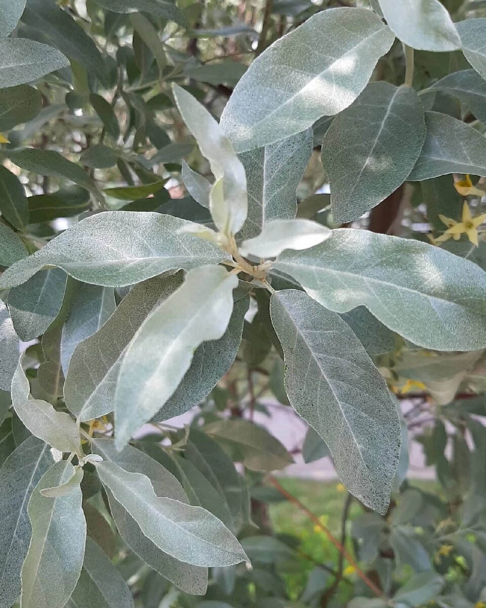 Очень красивые серебристые листочки