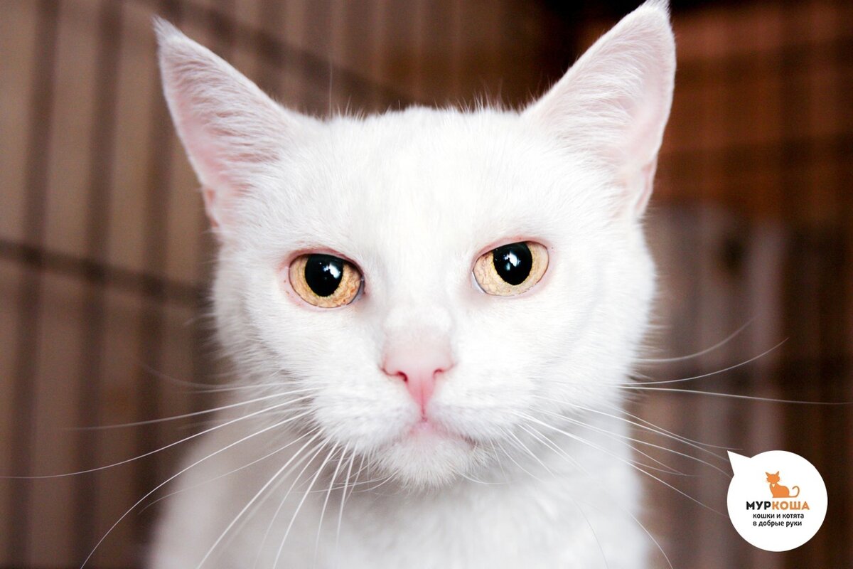 Элегантность и стать! 😻