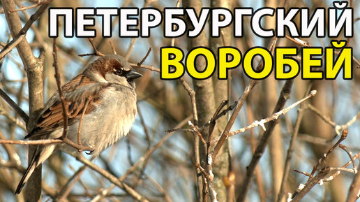 Сколько видов воробьев живет Петербурге? // Новости с Павлом Глазковым. Выпуск #87