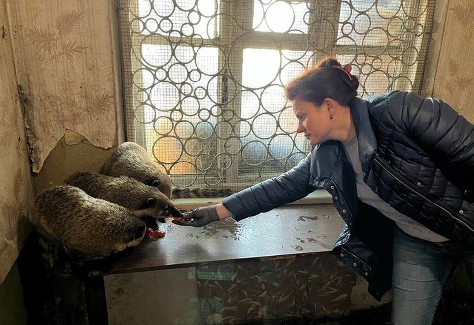     Волонтеры кормят семью носух. Фото: t.me/sochigeograf