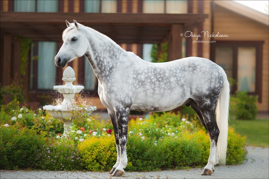 Райд-пони, автор фото Олеся Николаева, https://vk.com/nickolaevaphoto