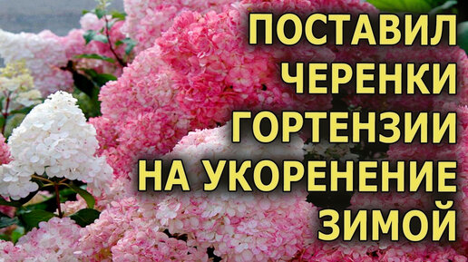 Ч.2 НАРЕЗАЛ ЗИМОЙ ЧЕРЕНКОВ МЕТЕЛЬЧАТОЙ ГОРТЕНЗИИ / СТАВЛЮ НА УКОРЕНЕНИЕ И ВСЕ ПОКАЗЫВАЮ / РАЗМНОЖЕНИЕ ГОРТЕНЗИИ МЕТЕЛЬЧАТОЙ ЧЕРЕНКАМИ ЗИМОЙ