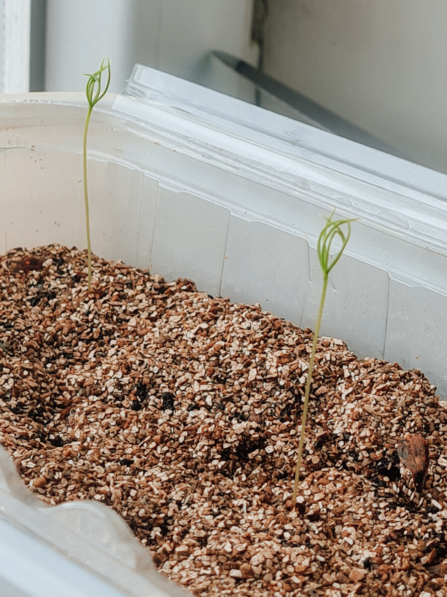 Да, это не укроп, а настоящая елочка