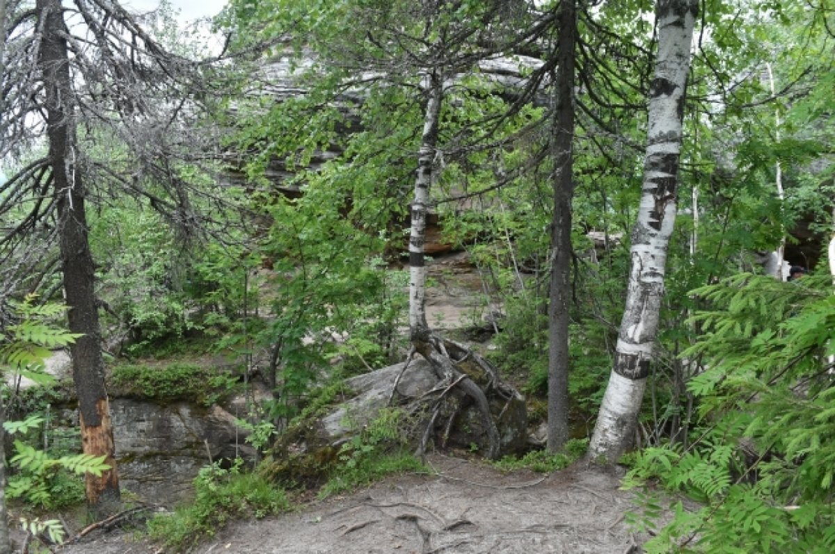    До конца 2026 года все леса Пермского края охватят видеокамерами