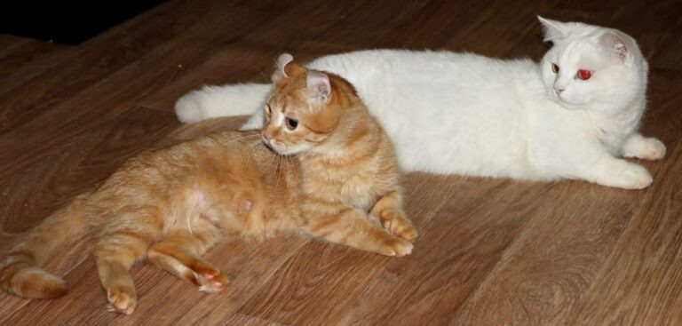    В России 1 марта отмечается Всемирный день кошек Андрей Севостьянов