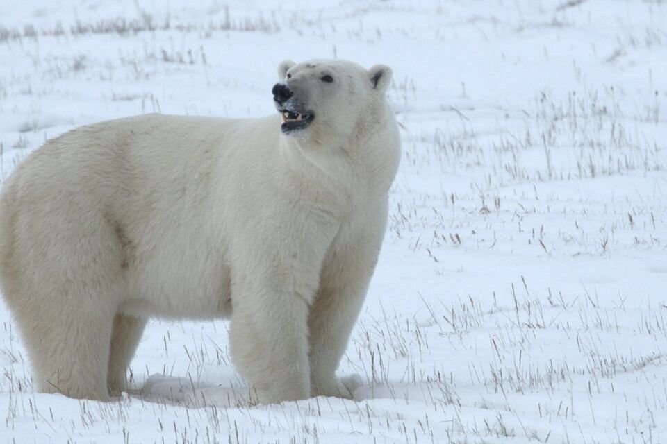 Гибрид белого и бурого медведя. Гибрид белого медведя. Метис белого и бурого медведя. Гибрид белого медведя. Гибрид белого медведя.