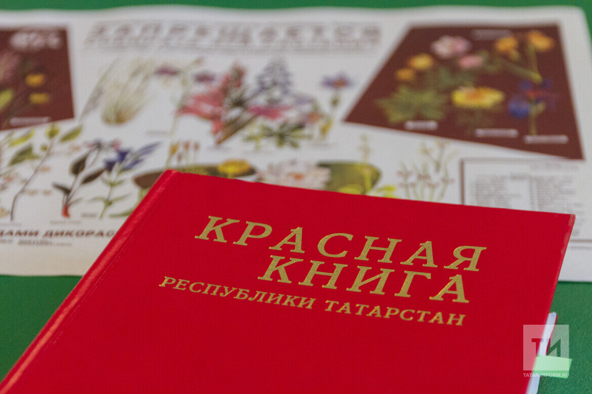 ​Всего в республике более 630 видов животных, растений и грибов находятся под угрозой исчезновения. Фото: © «Татар-информ»