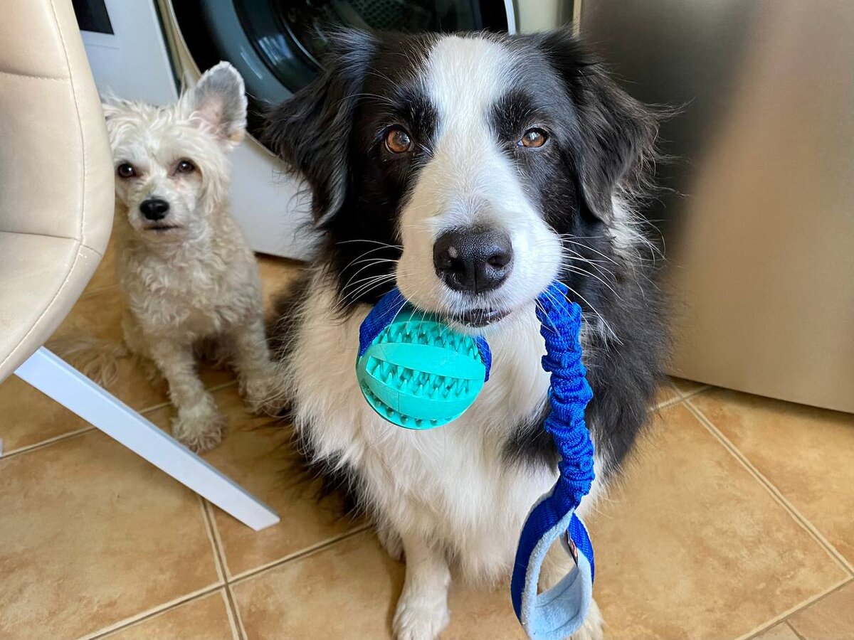 Баста продаёт игрушку