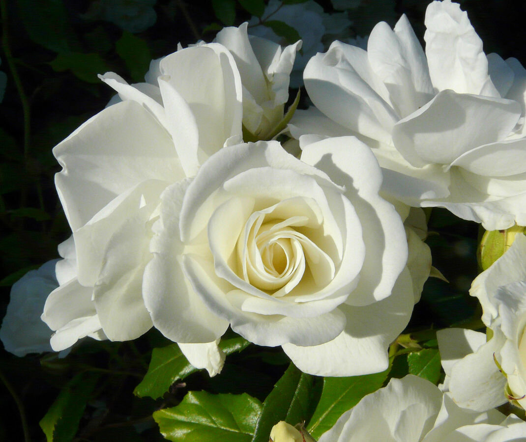 Своё фото, к сожалению, не сохранилось. Фото из интернета. 