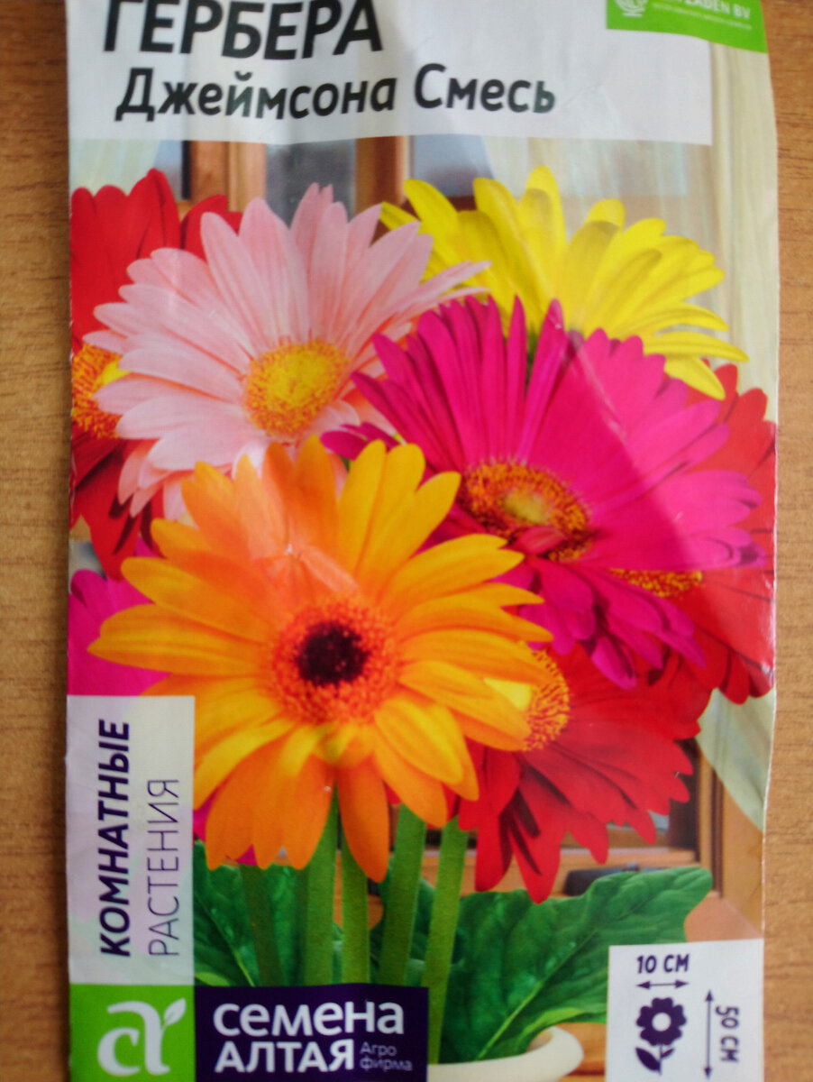 Семена герберы. Гербера джемсона. Семена герберы из цветка. Гербера садовая семена. Сорт герберы томагавк.