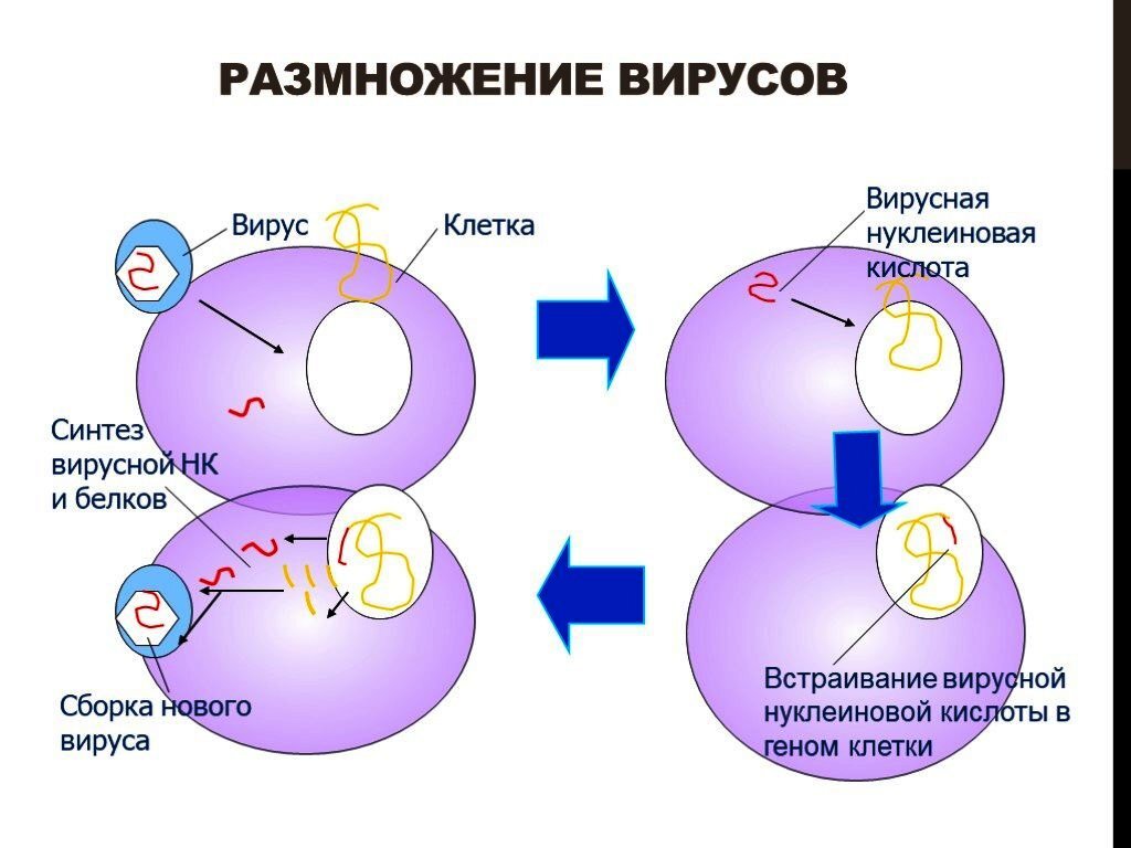 Как размножаются. Этапы размножения вирусов. Размножение вирусов схема. Этапы размножения вируса в клетке. Строение процесс размножения вирусов.