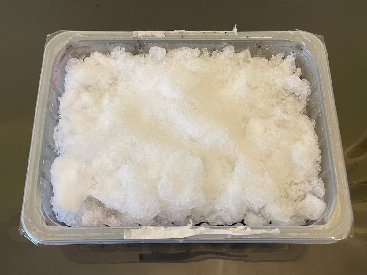 Подготовленный контейнер со снегом для проращивания клубники