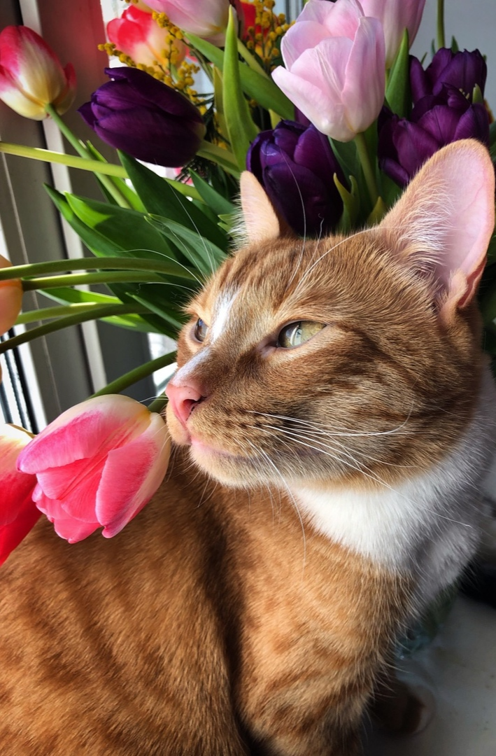 Spring cat show. Кот с тюльпанами. Весенний котик. Смешной кот с тюльпаном. Весенний котик с тюльпаном.