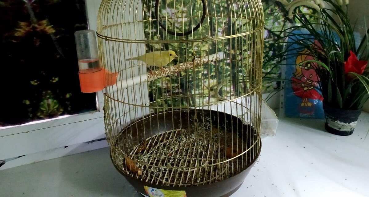 Канарейка геленджикского океанариума