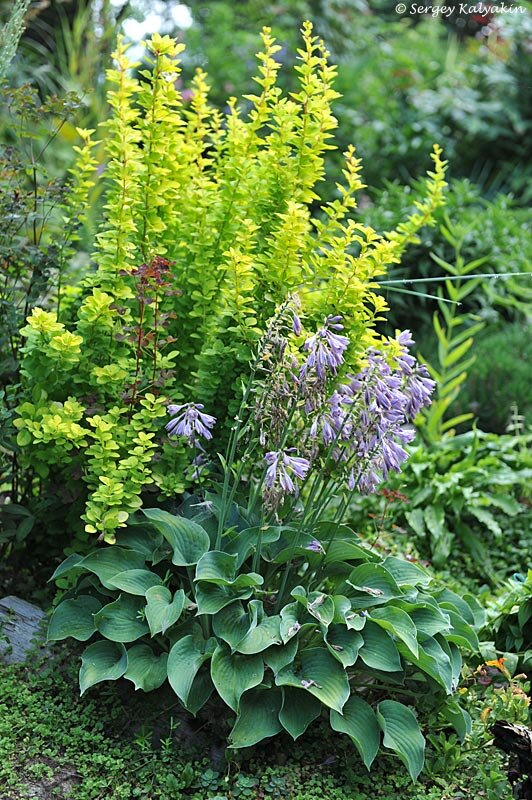 2 ����, ��������