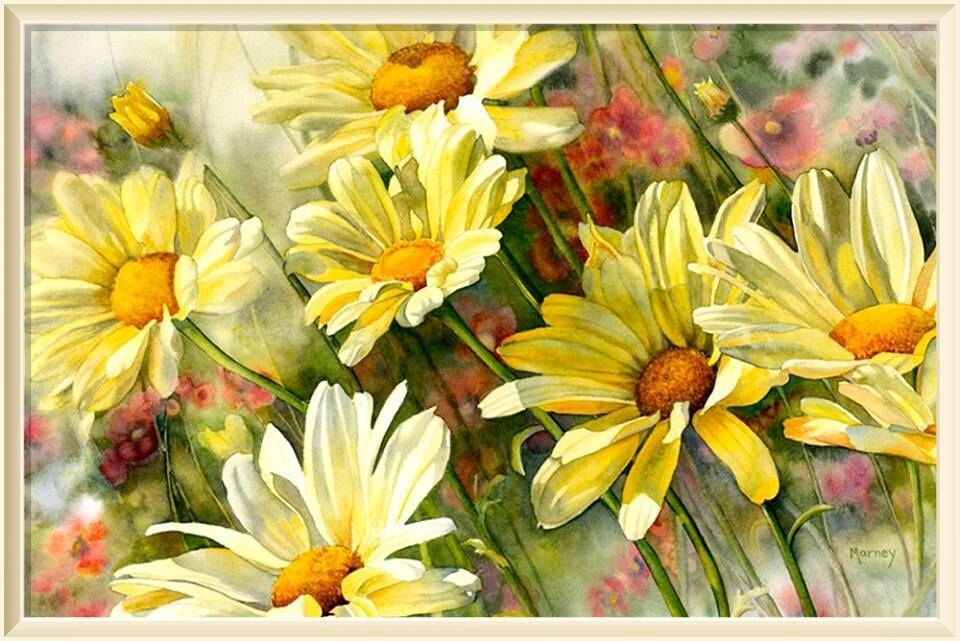  10. � Marney Ward SFCA Marguerite Daisies II, watercolour, 14x21"
