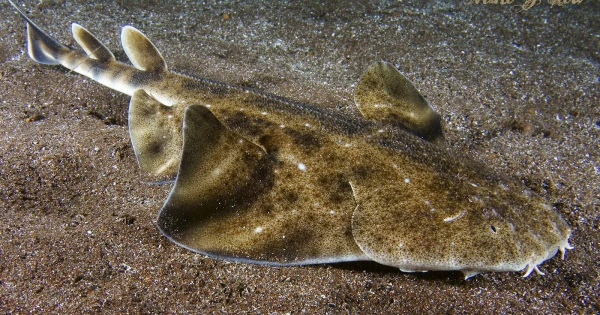 Скватина (морской ангел) населяет морские воды уже с юрского периода. Не смотря на свою несхожесть с обычными акулами, она, всё-таки, является акулой. 