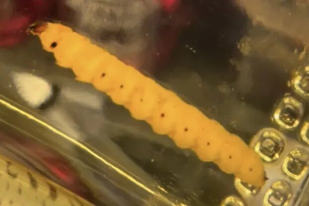     Что за личинки плавают в бутылках с настоящим мескалем? А есть их можно?