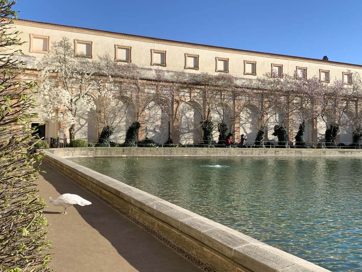 Цветущая сакура, но не сакура