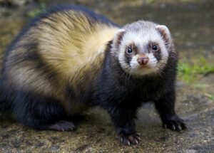    Фото: zoojungle.ru Маргарита Пименова