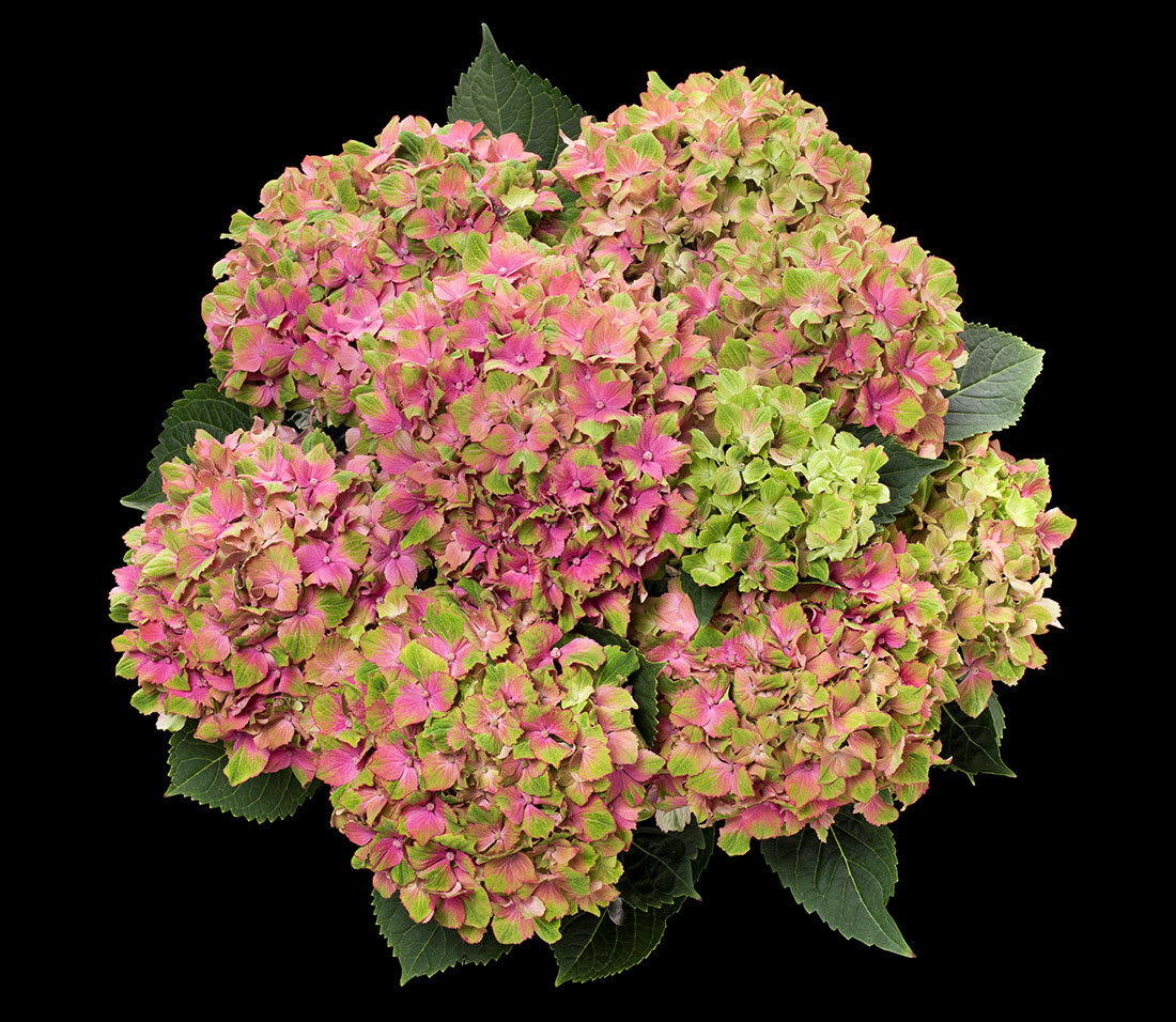 hydrangea macrophylla Candy Lips Hot Pink