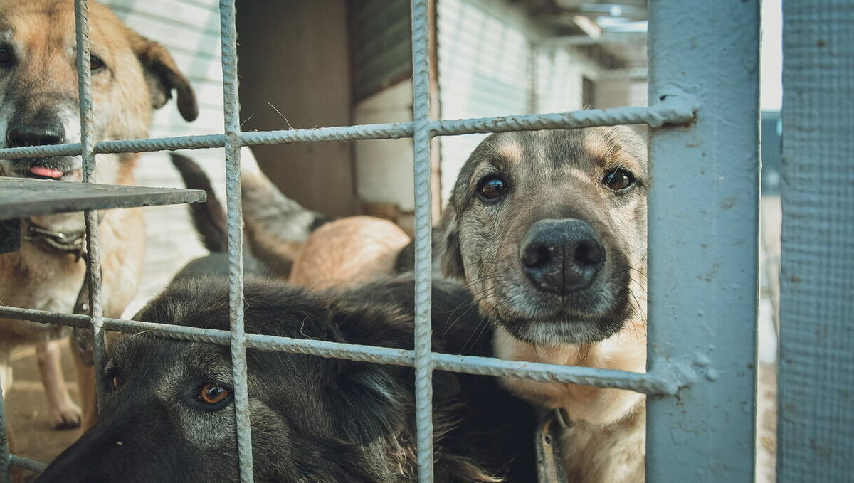     Психическое состояние блогера-живодера из Ростова надо освидетельствовать и лечить. А если он здоров — отправлять в колонию для несовершеннолетних, сообщила RostovGazeta общественный инспектор в области обращения с животными Лариса Кандаурова.