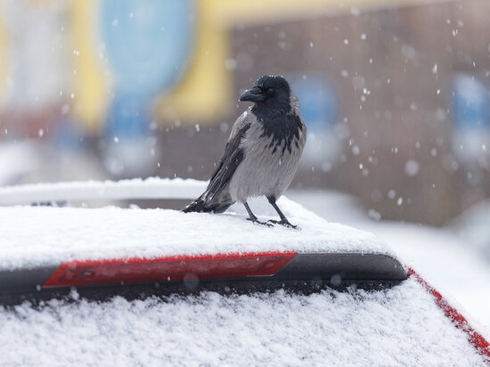     Снег с дождём может пройти в регионе. Фото: архив МК в Пскове