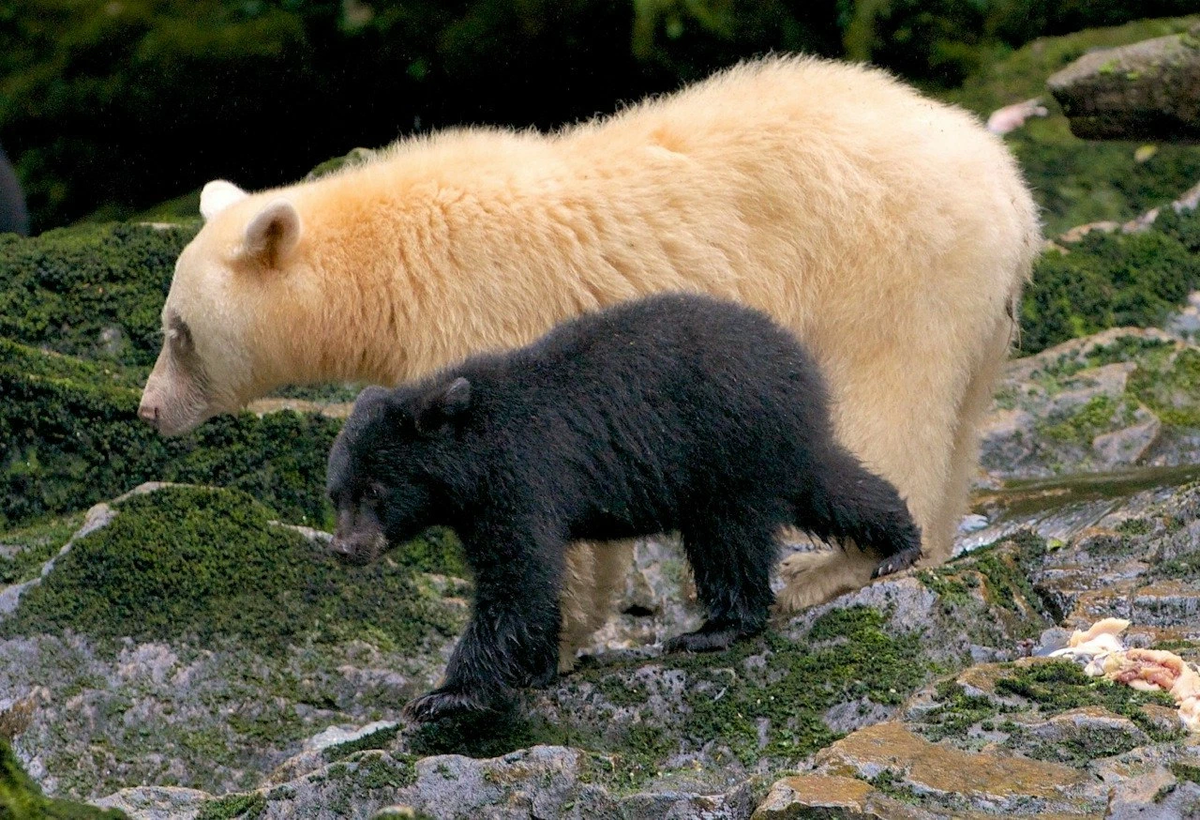медведи канады